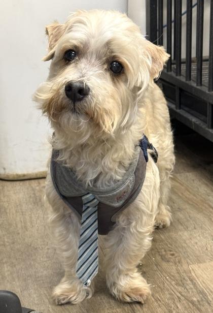 Odie — thumbnail 2