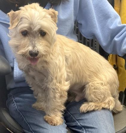 Odie — thumbnail 3