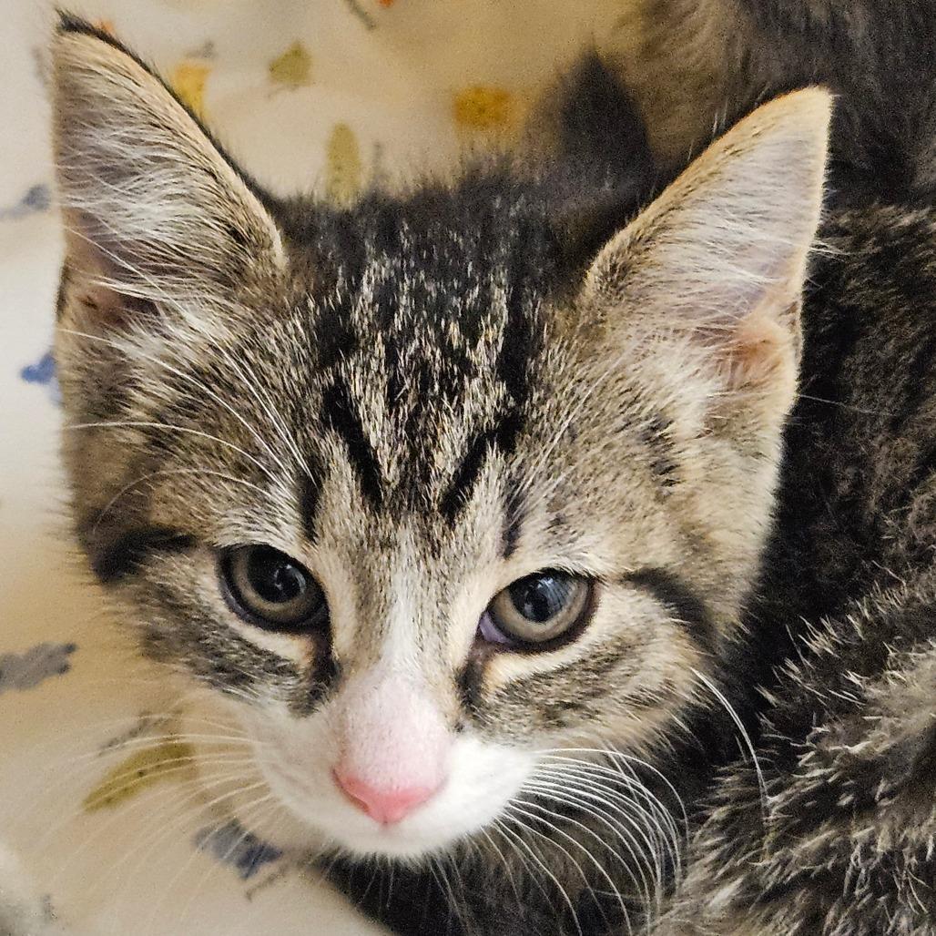 Penny, a Adoptable Domestic Short Hair in Zanesville, OH image 2/2