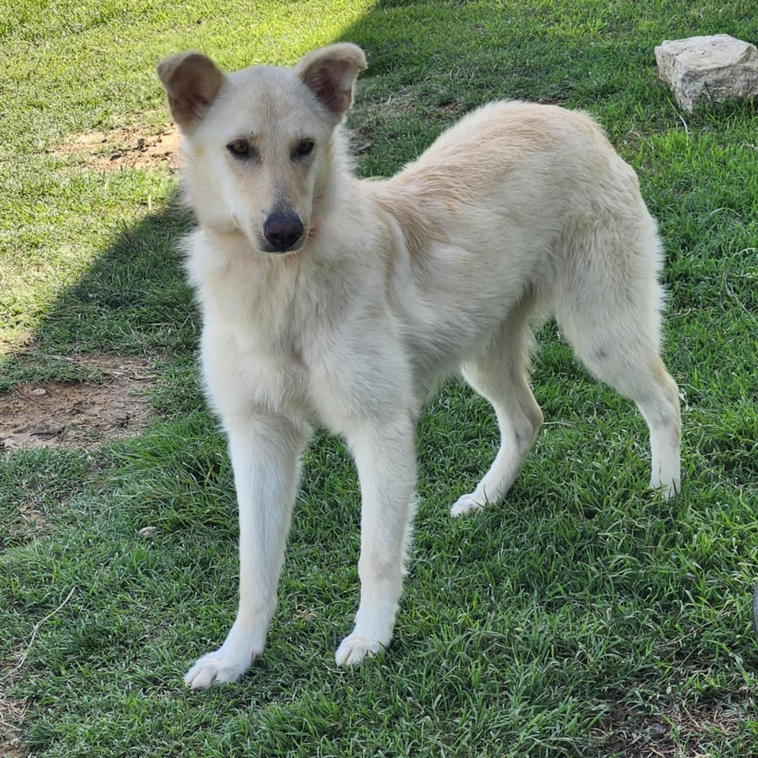 BECCA, a Adopted mixed breed in Weatherford, TX image 1/6