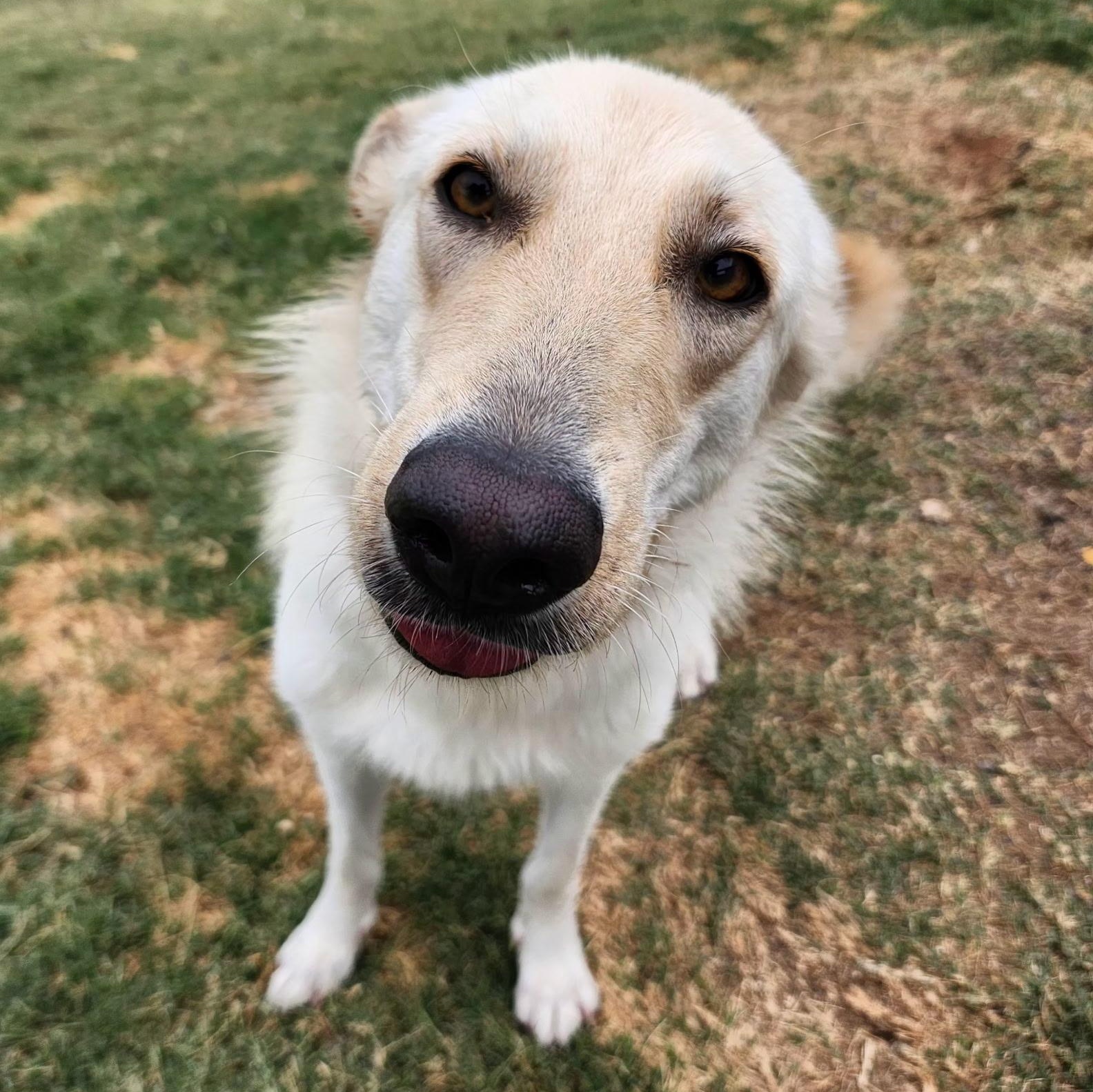 BECCA, Adopted, Young Female German Shepherd Dog & Belgian Shepherd / Malinois.