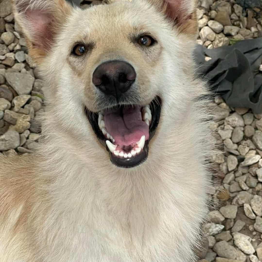 BECCA, a Adopted mixed breed in Weatherford, TX image 3/6