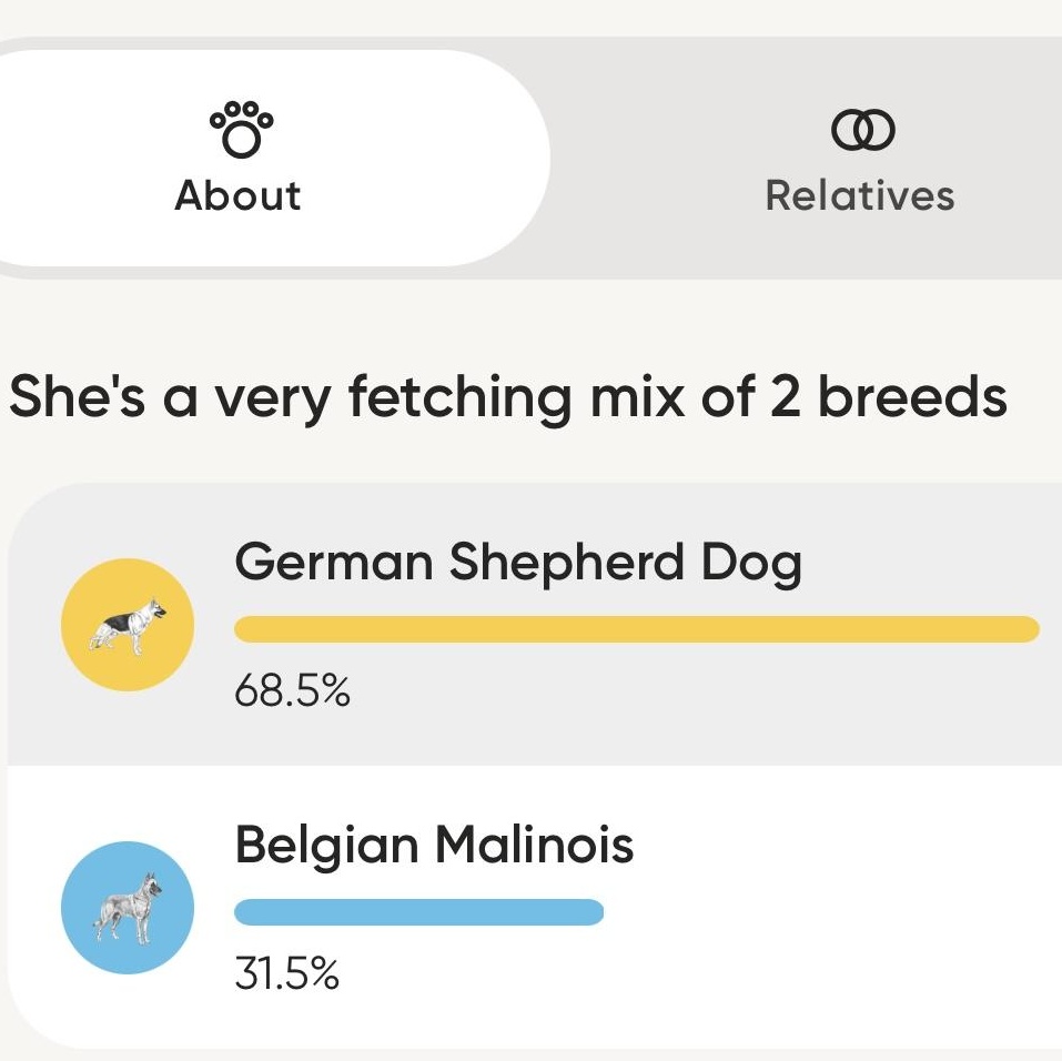 BECCA, a Adopted mixed breed in Weatherford, TX image 4/6