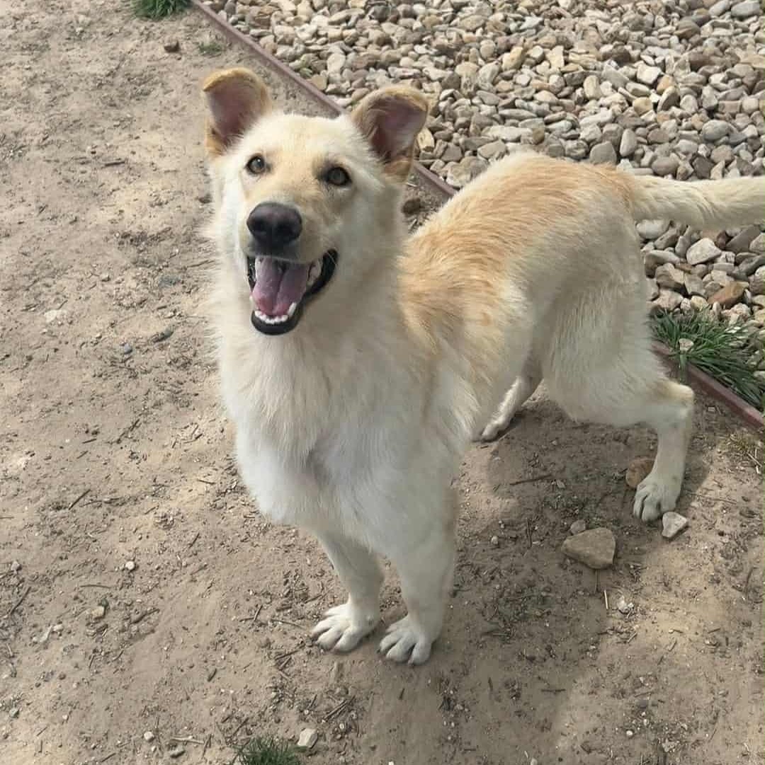 BECCA, a Adopted mixed breed in Weatherford, TX image 5/6