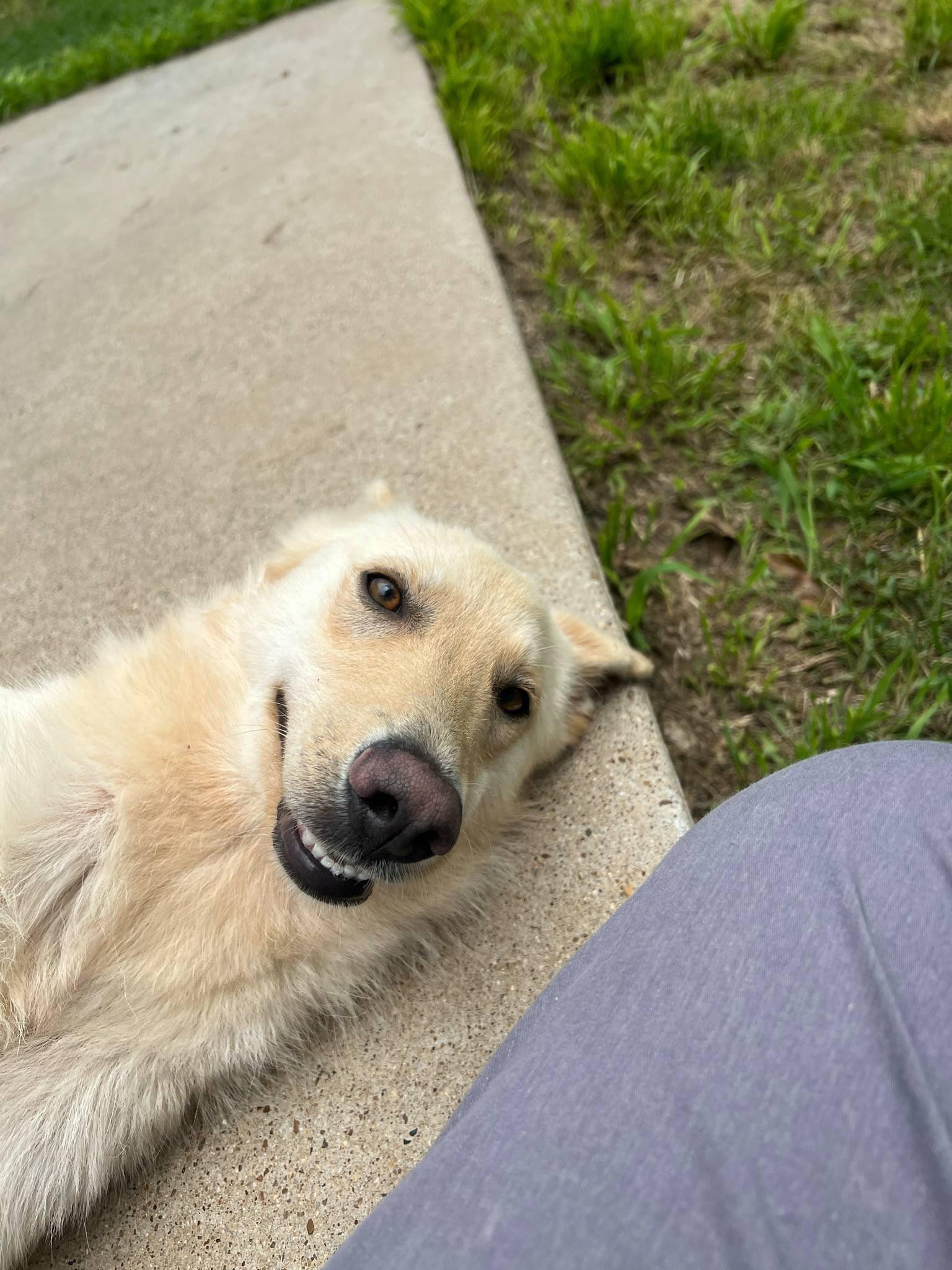 BECCA, a Adopted mixed breed in Weatherford, TX image 6/6