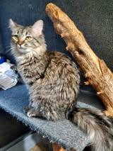 Karen, an adopted Domestic Long Hair in Manhattan, KS image 2/3