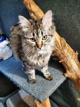 Karen, an adopted Domestic Long Hair in Manhattan, KS image 3/3