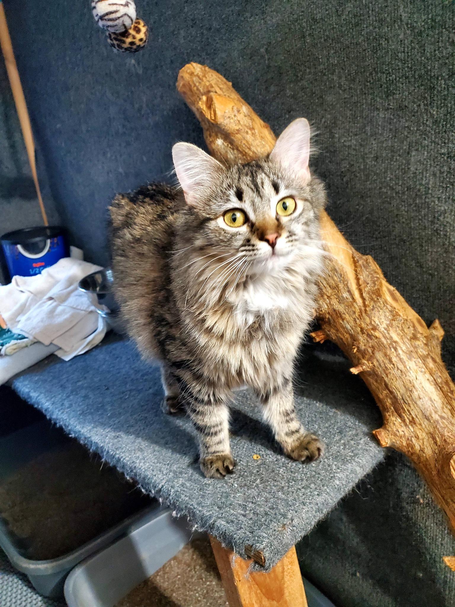 Karen, an adopted Domestic Long Hair in Manhattan, KS image 1/3
