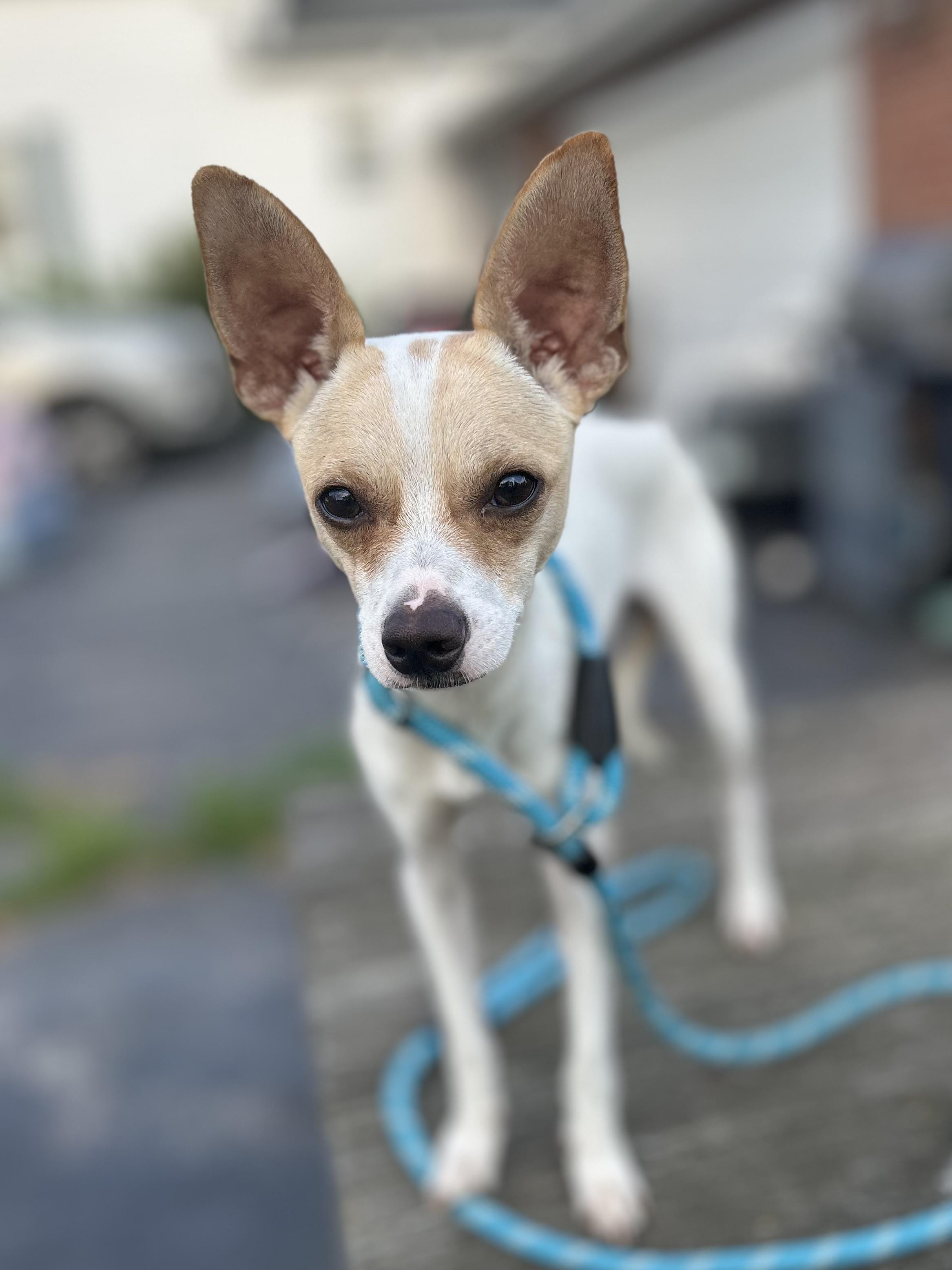 Casey, Adoptable, Puppy Male Chihuahua.