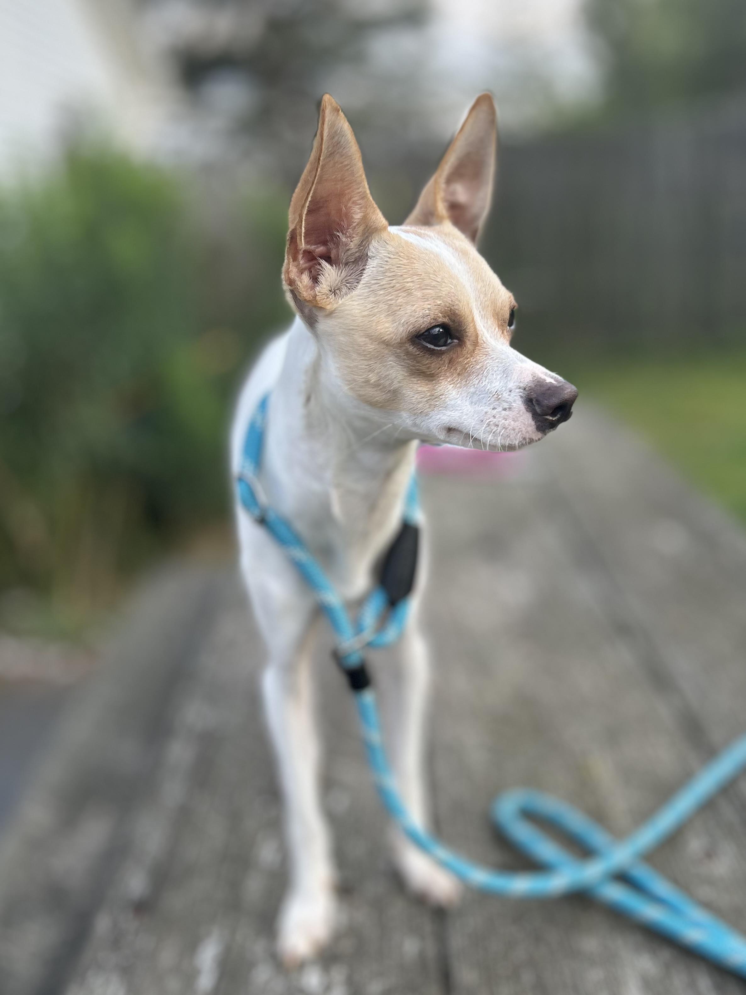 Casey, a Adoptable mixed breed in West Falls, NY image 2/3