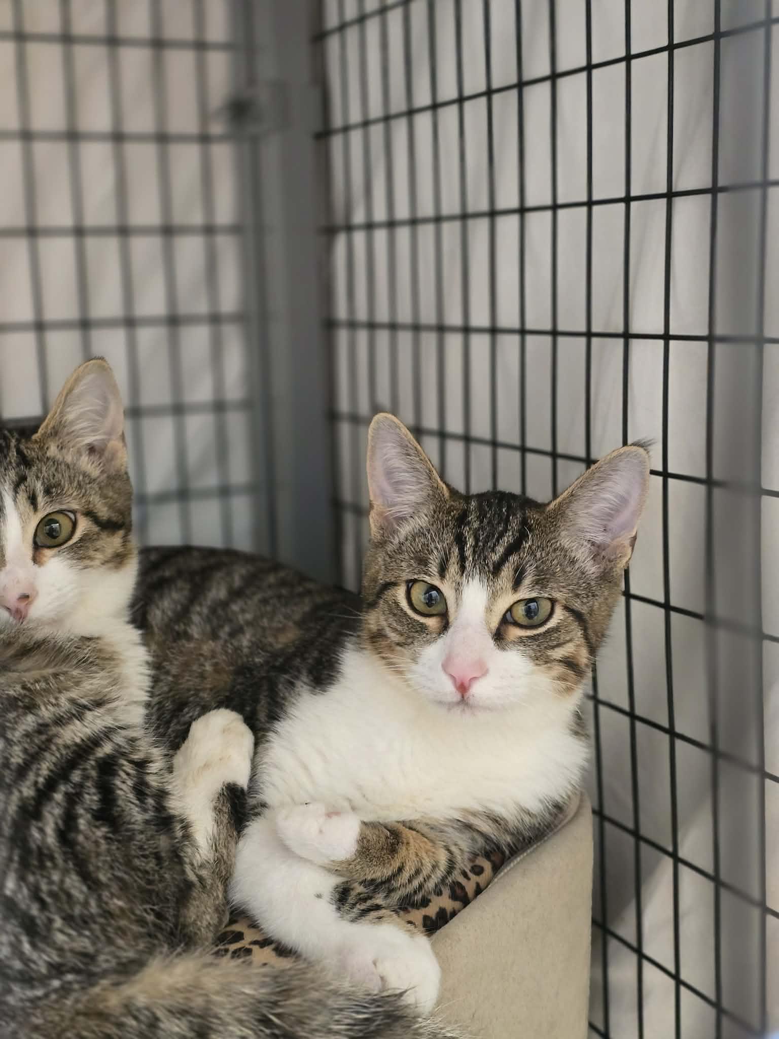 Scoby, adopted, Kitten Male Domestic Short Hair.