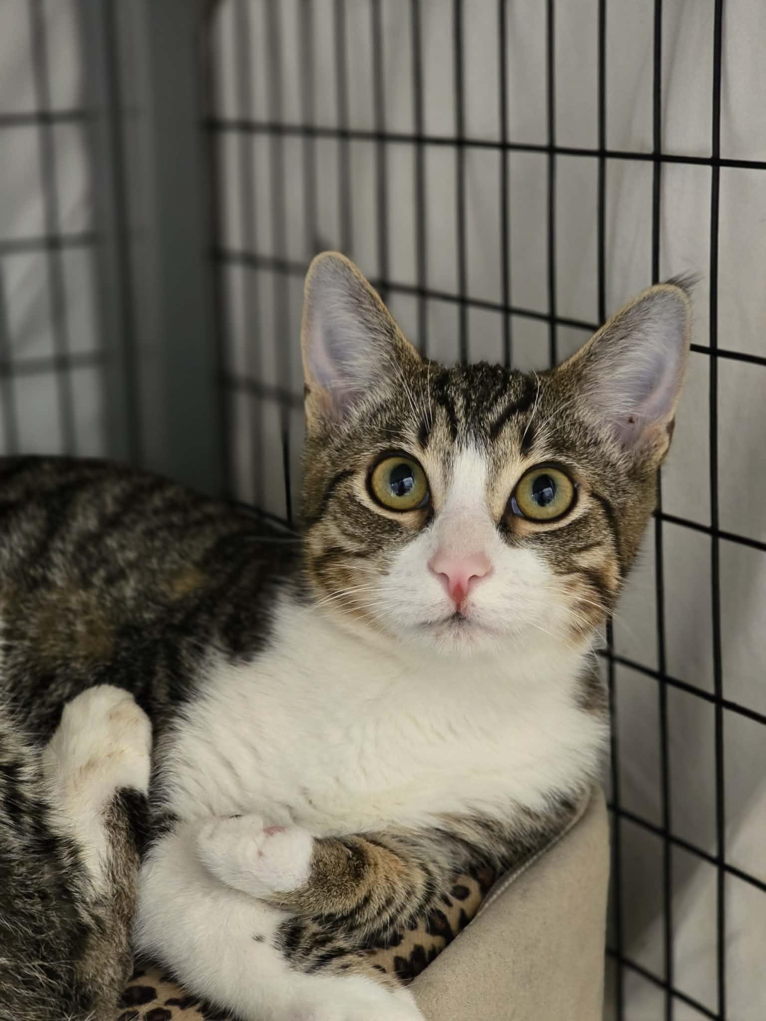 Scoby, an adopted Domestic Short Hair in Grants Pass, OR image 2/2