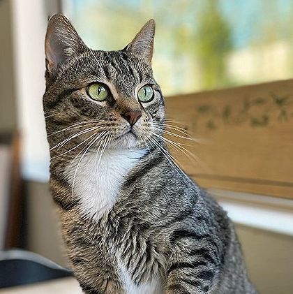 Merlin, Adoptable, Adult Male Tabby.