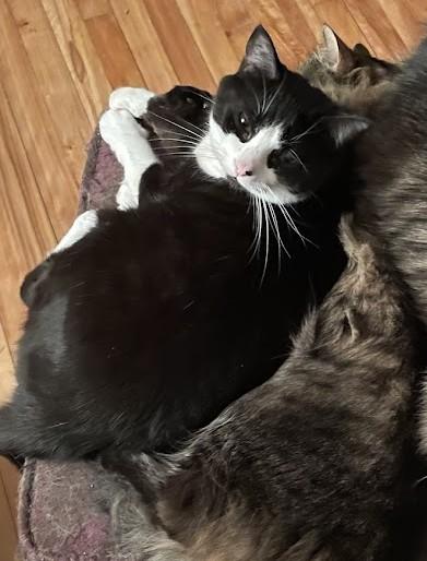 Enlarge Tilly, an adoptable Tuxedo in Ottawa, ON image 5/6