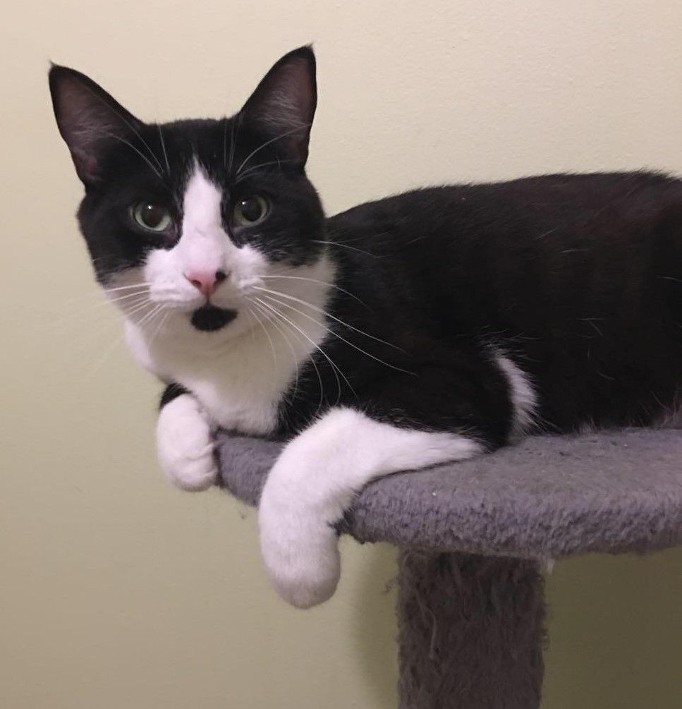 Enlarge Tilly, an adoptable Tuxedo in Ottawa, ON image 3/6