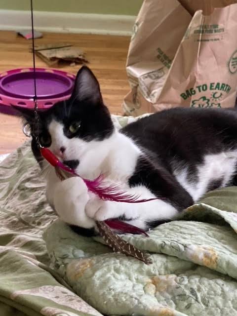 Enlarge Tilly, an adoptable Tuxedo in Ottawa, ON image 4/6