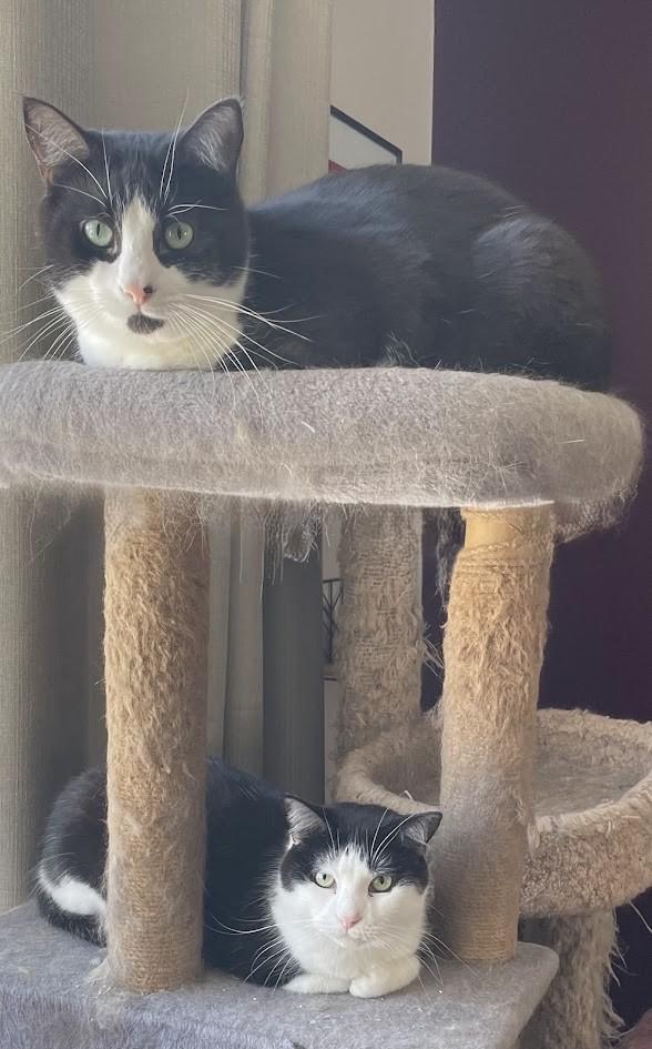 Enlarge Tilly, an adoptable Tuxedo in Ottawa, ON image 6/6