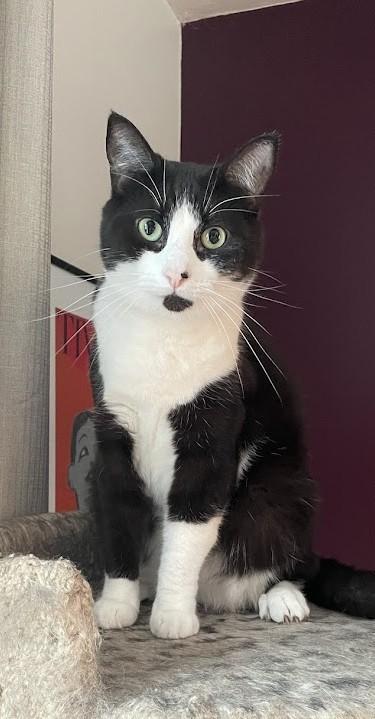 Enlarge Tilly, an adoptable Tuxedo in Ottawa, ON image 1/6