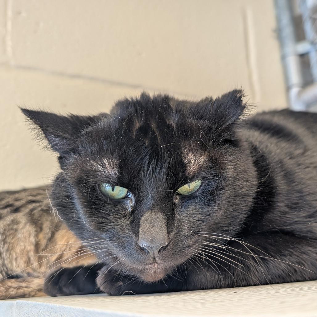 Noir- working cat, a Adoptable Domestic Short Hair in Birdsboro, PA image 1/2