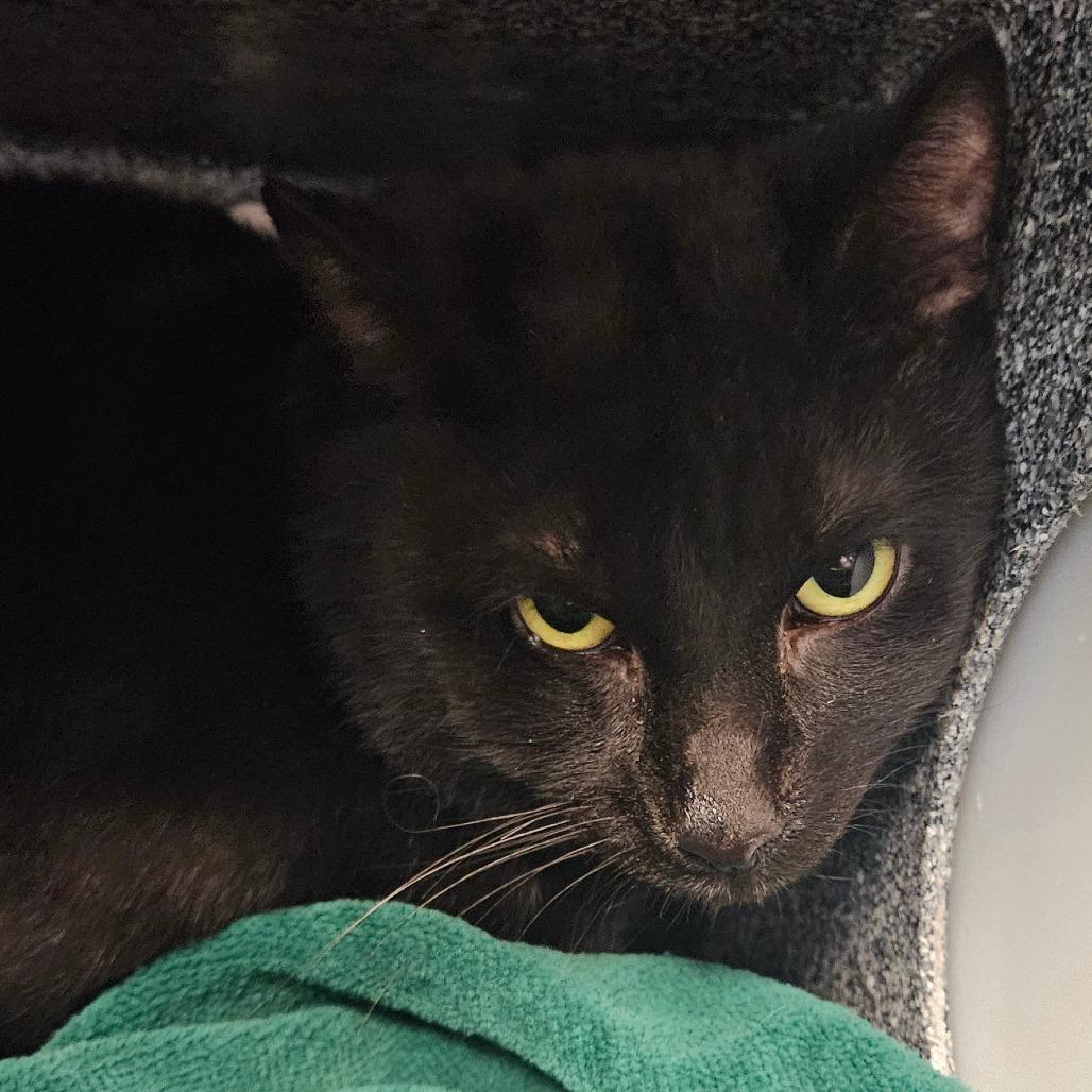 Noir- working cat, a Adoptable Domestic Short Hair in Birdsboro, PA image 2/2