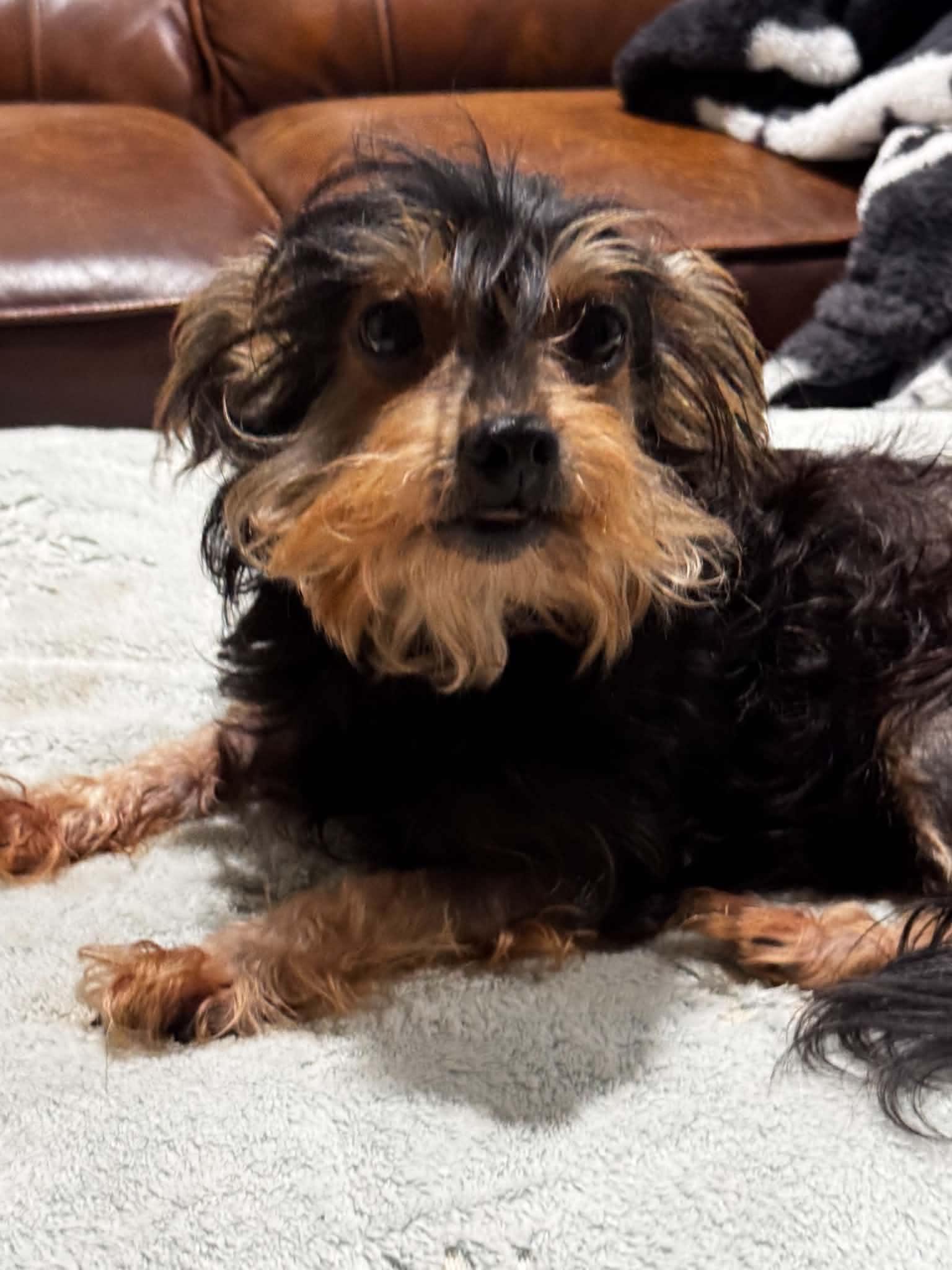 Enlarge Faith, a Adoptable mixed breed in Brattleboro, VT image 1/2