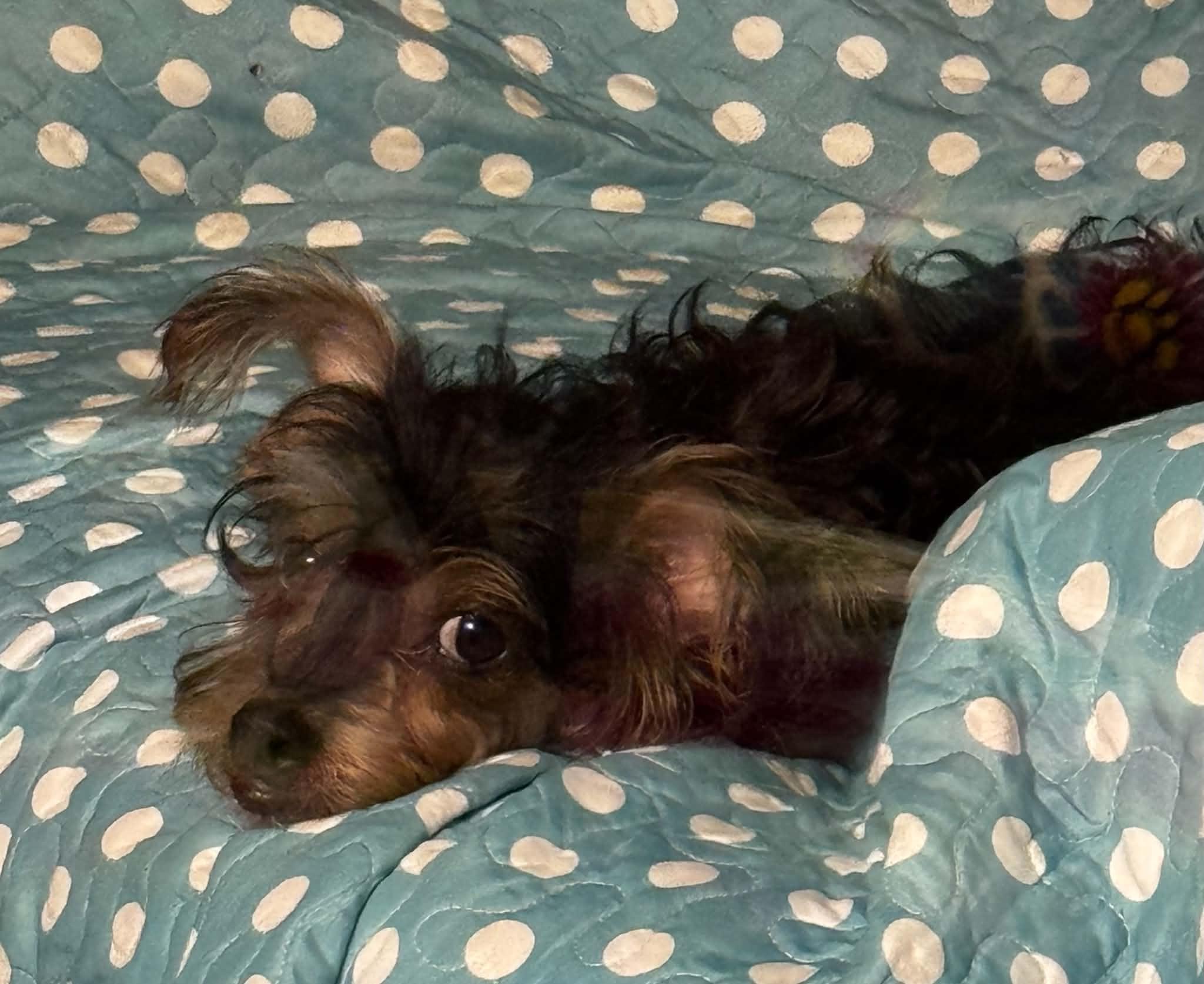 Enlarge Faith, a Adoptable mixed breed in Brattleboro, VT image 2/2