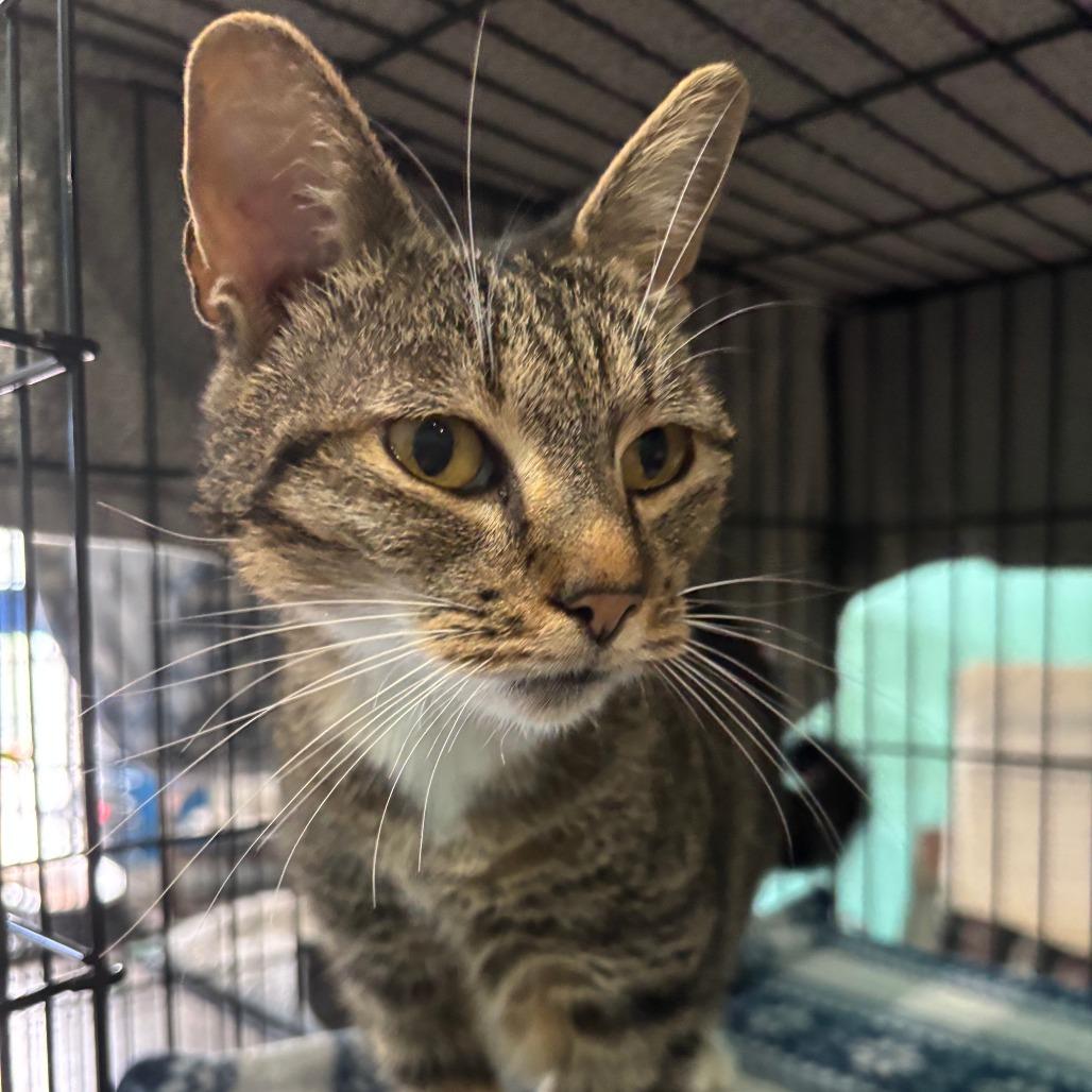 Enlarge Vincent, a Adoptable Domestic Short Hair in Marion, VA image 2/2