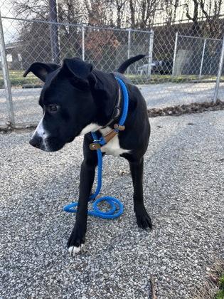 Plum Pudding, a Adoptable mixed breed in New Albany, IN image 1/2