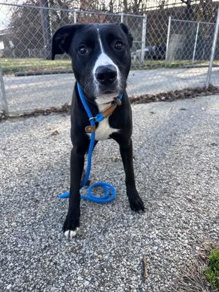 Plum Pudding, a Adoptable mixed breed in New Albany, IN image 2/2