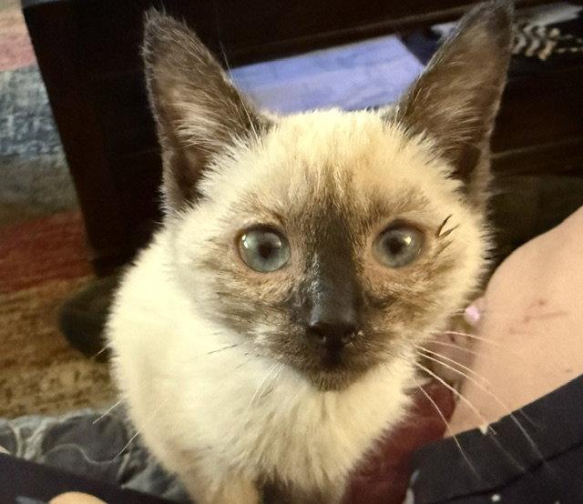Rosie (bonded with Dolly), Adopted, Kitten Female Siamese.