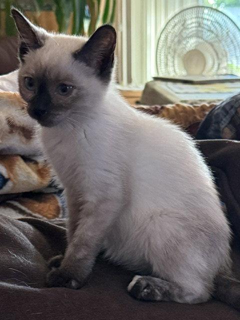 Rosie (bonded with Dolly), a Adopted Siamese in Antioch, CA image 2/2