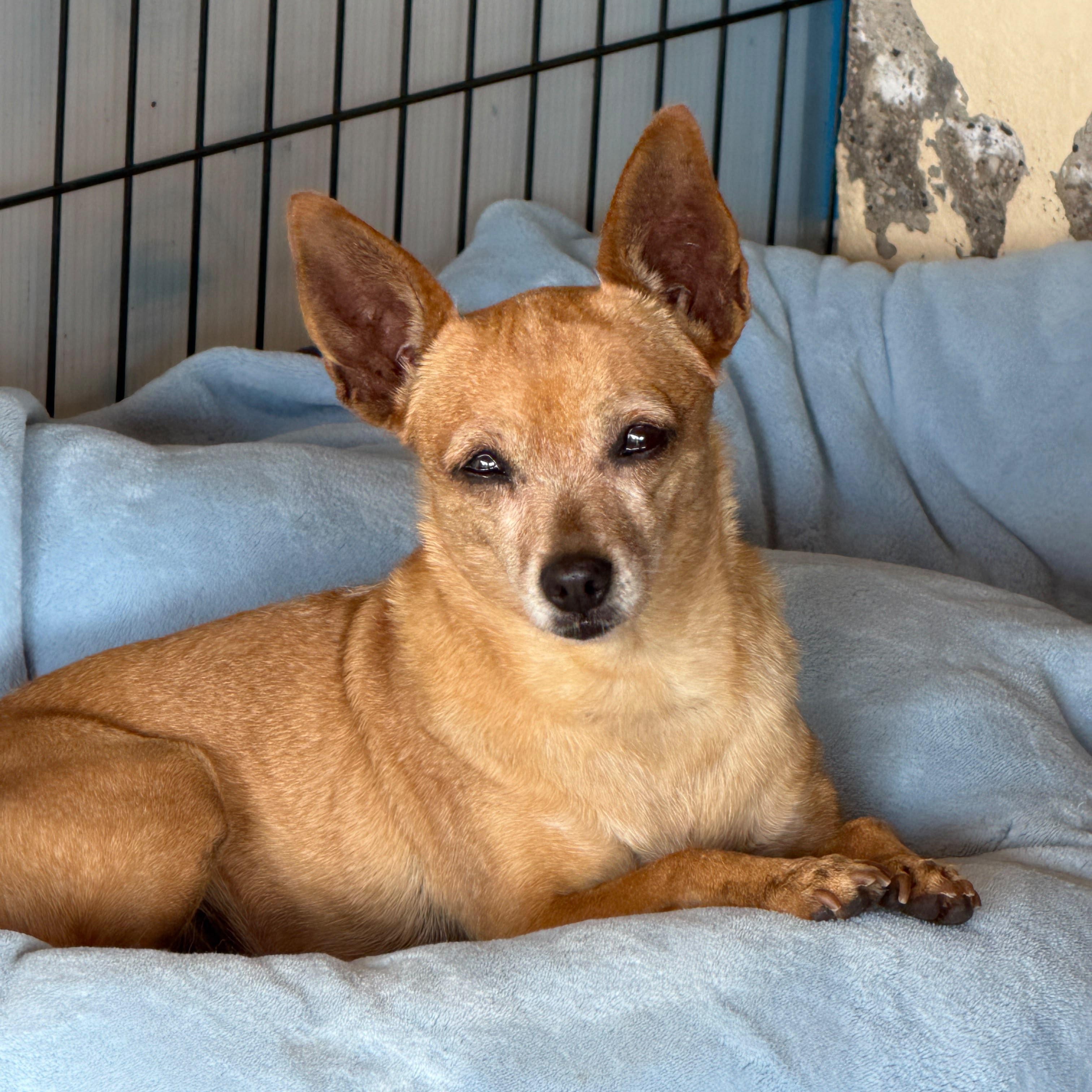 Enlarge Ashley, a Adoptable mixed breed in Sherwood, OR image 5/6
