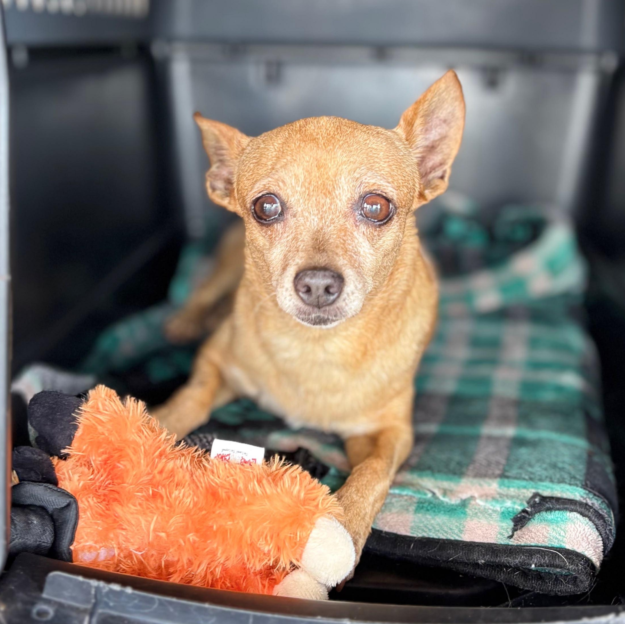 Ashley, Adoptable, Adult Female Chihuahua.