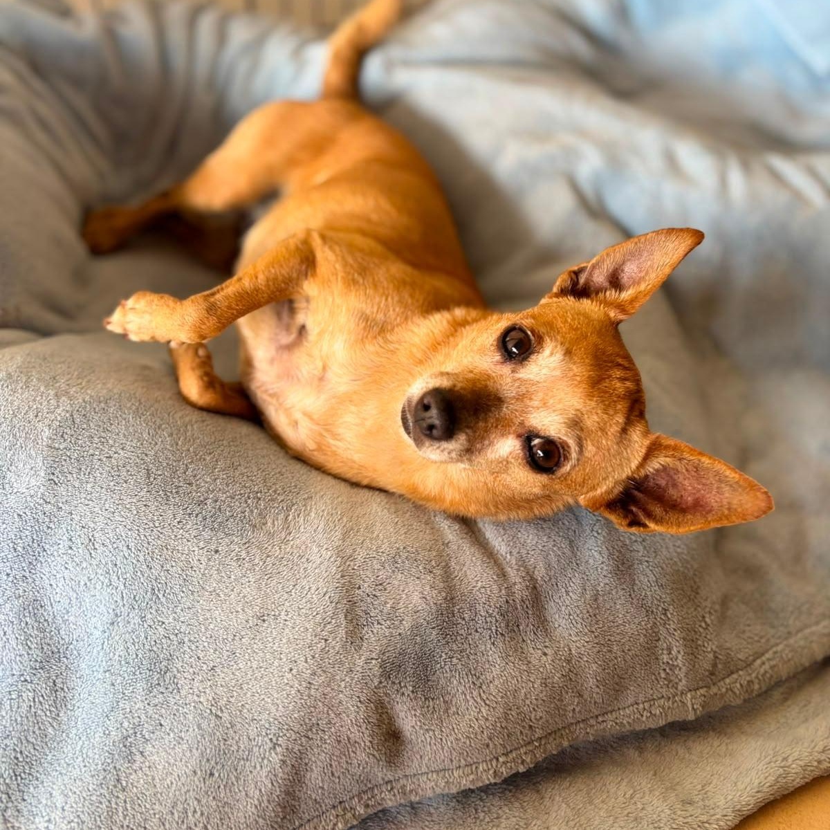 Enlarge Ashley, a Adoptable mixed breed in Sherwood, OR image 2/6