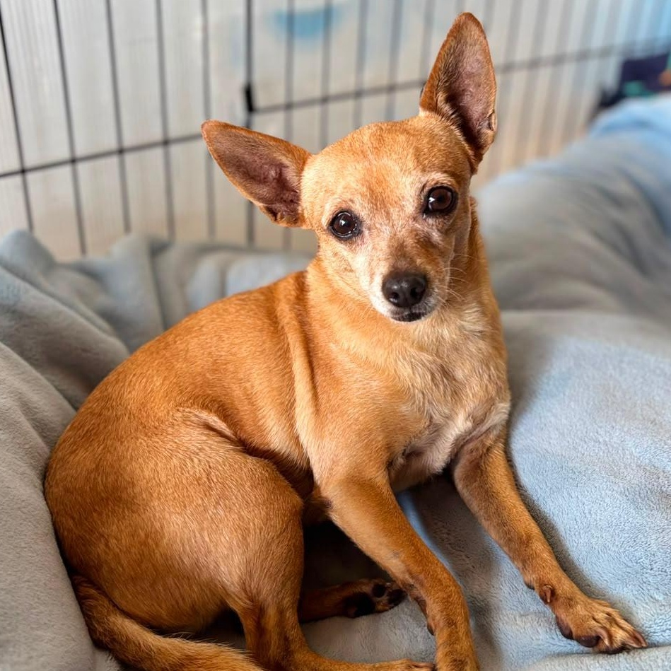 Enlarge Ashley, a Adoptable mixed breed in Sherwood, OR image 3/6