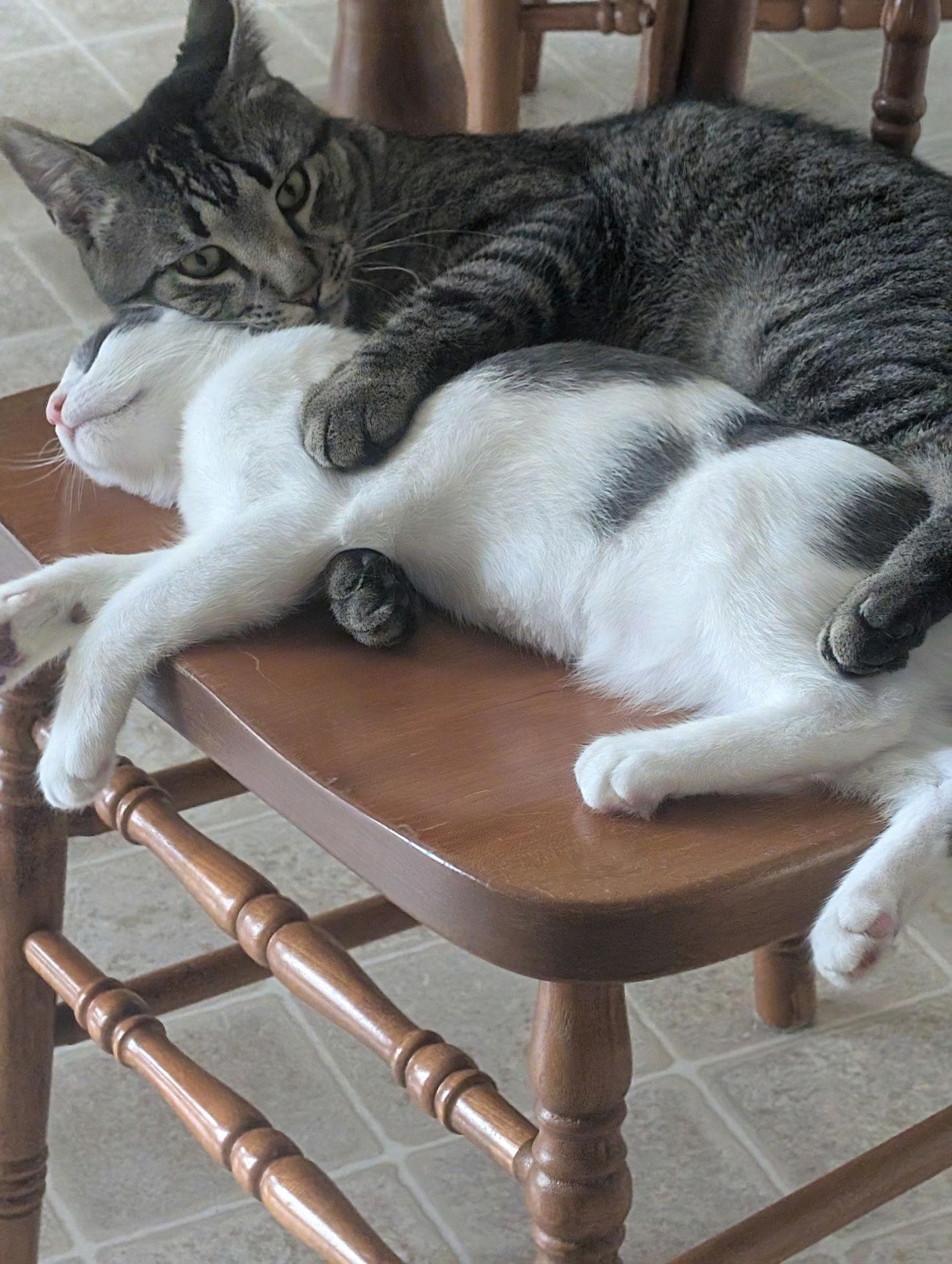 Fred, Adopted, Young Male Domestic Short Hair.