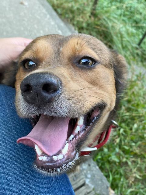 Happy, Adoptable, Adult Female Corgi & Labrador Retriever.