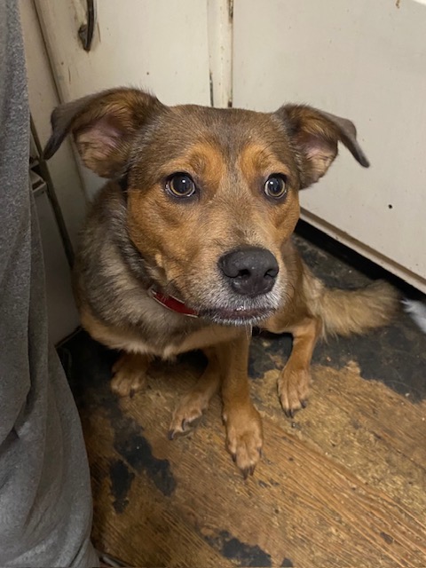 Happy, a Adoptable mixed breed in Chelsea, VT image 4/4