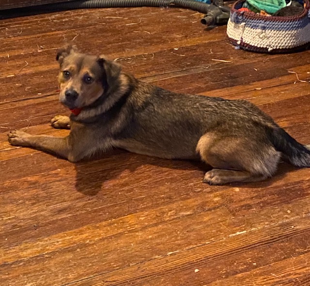 Happy, a Adoptable mixed breed in Chelsea, VT image 3/4