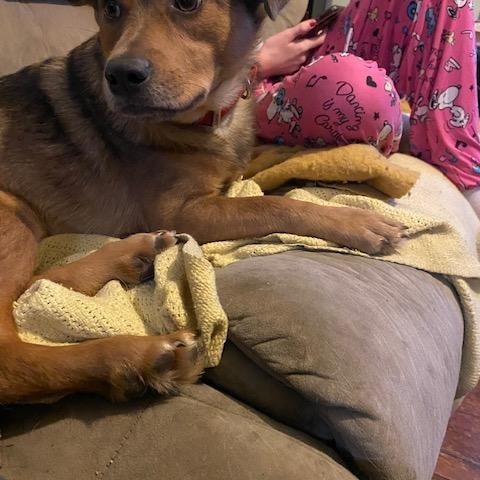 Happy, a Adoptable mixed breed in Chelsea, VT image 2/4