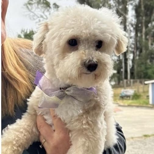 Chester, adopted, Adult Male Poodle.