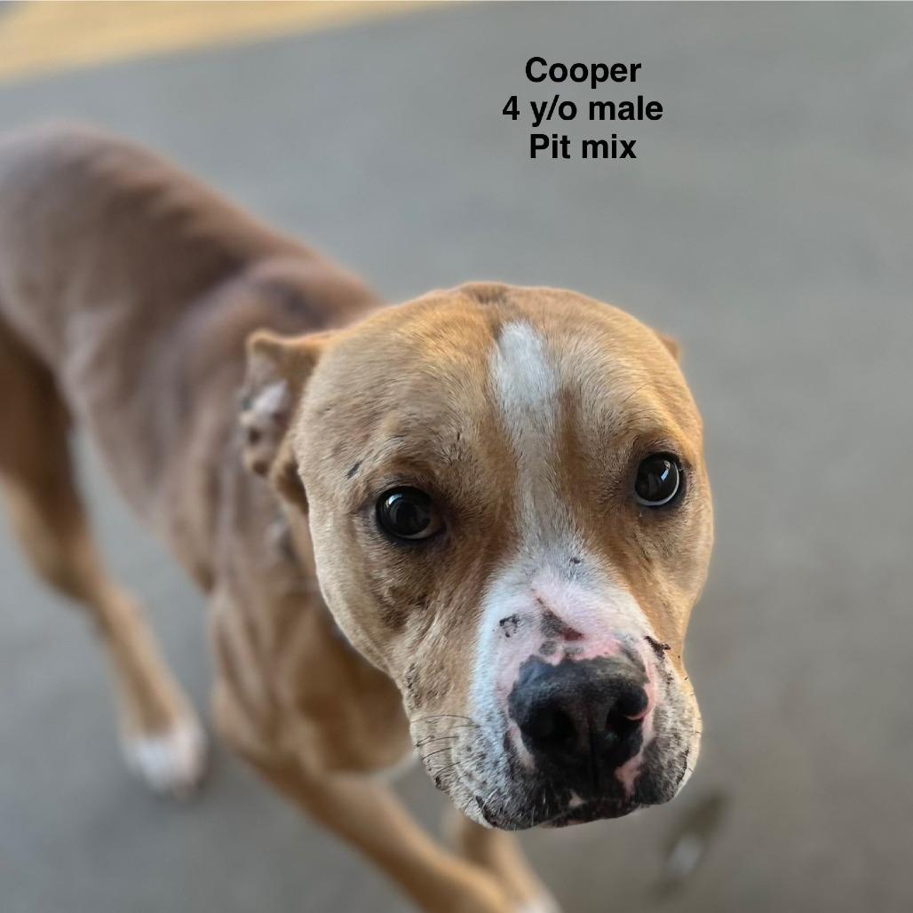 Enlarge Cooper, a Adoptable American Staffordshire Terrier in Collinsville , OK image 1/1