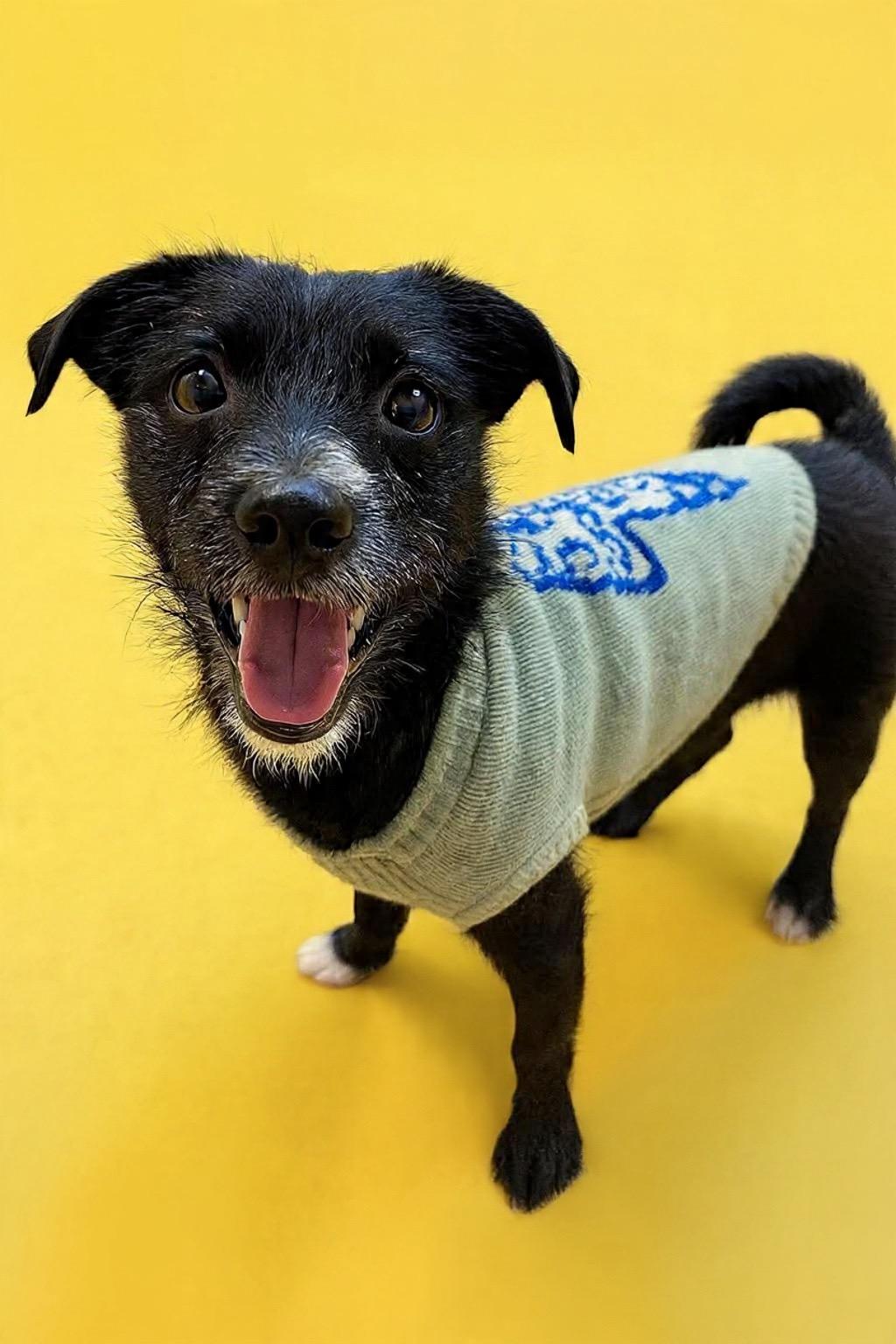 Enlarge Baxter, a ADOPTABLE Terrier in Georgetown , CA image 1/1