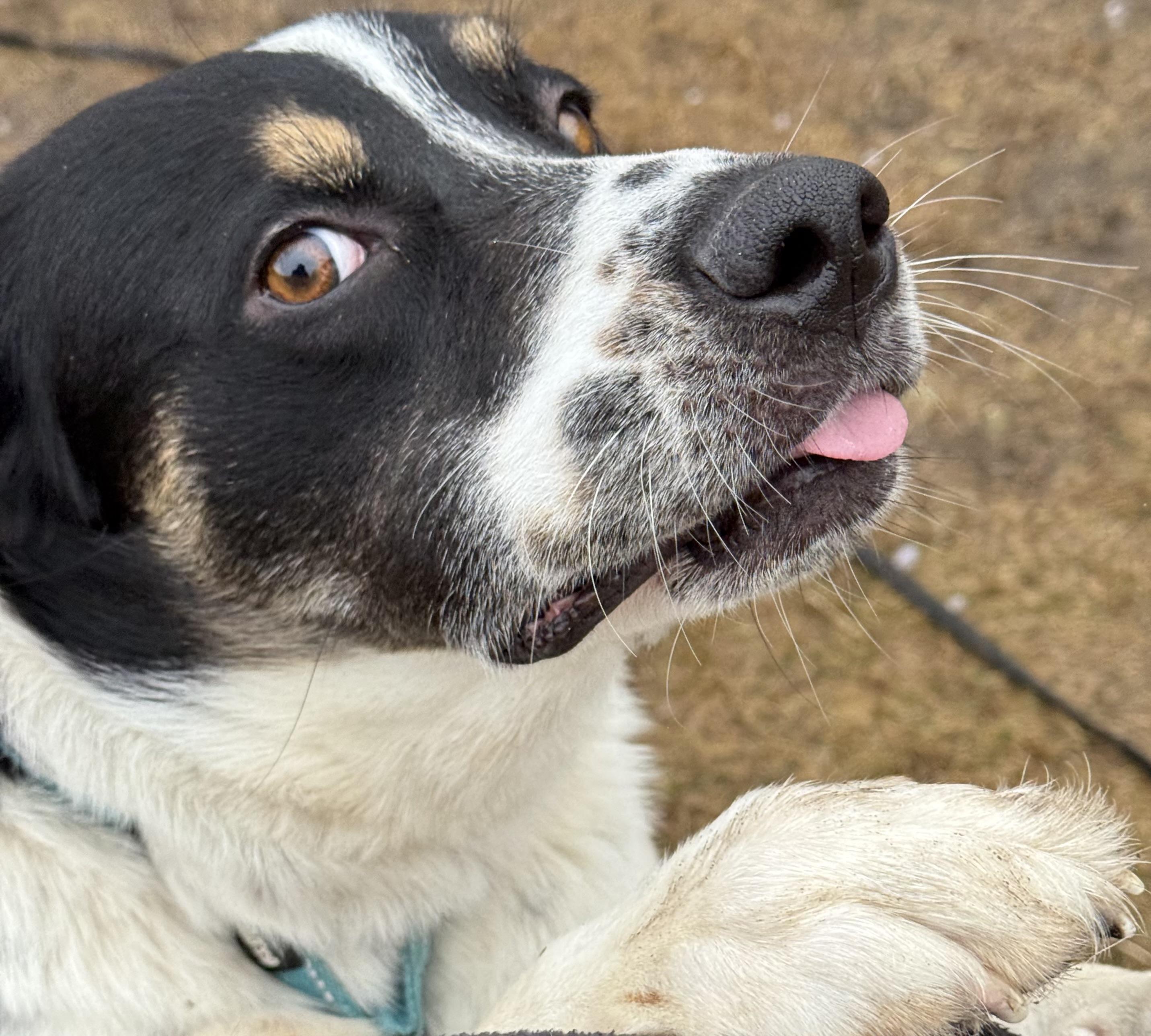 Enlarge Jasper, an adopted mixed breed in Carver, MA image 3/5