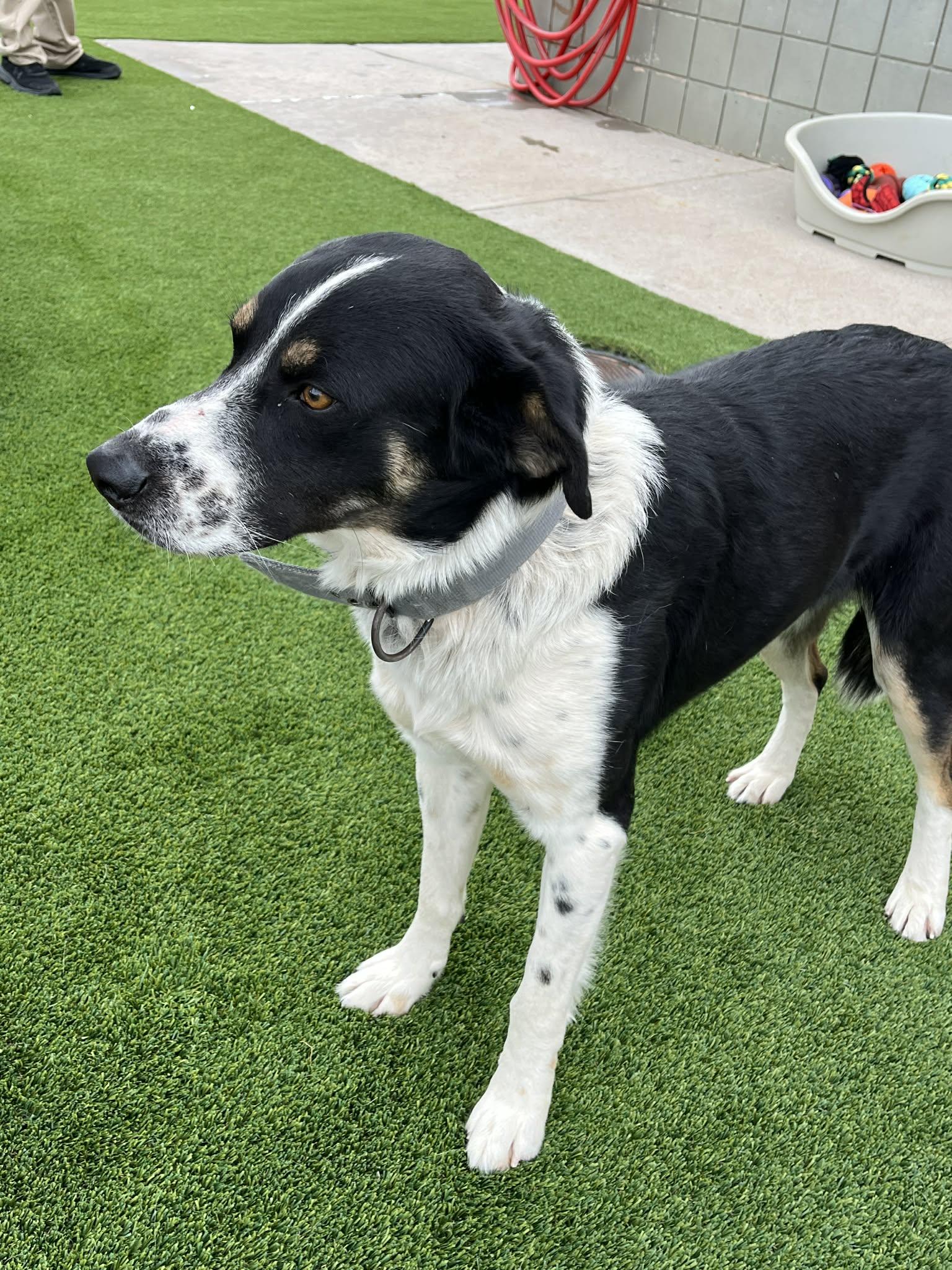 Enlarge Jasper, an adopted mixed breed in Carver, MA image 5/5