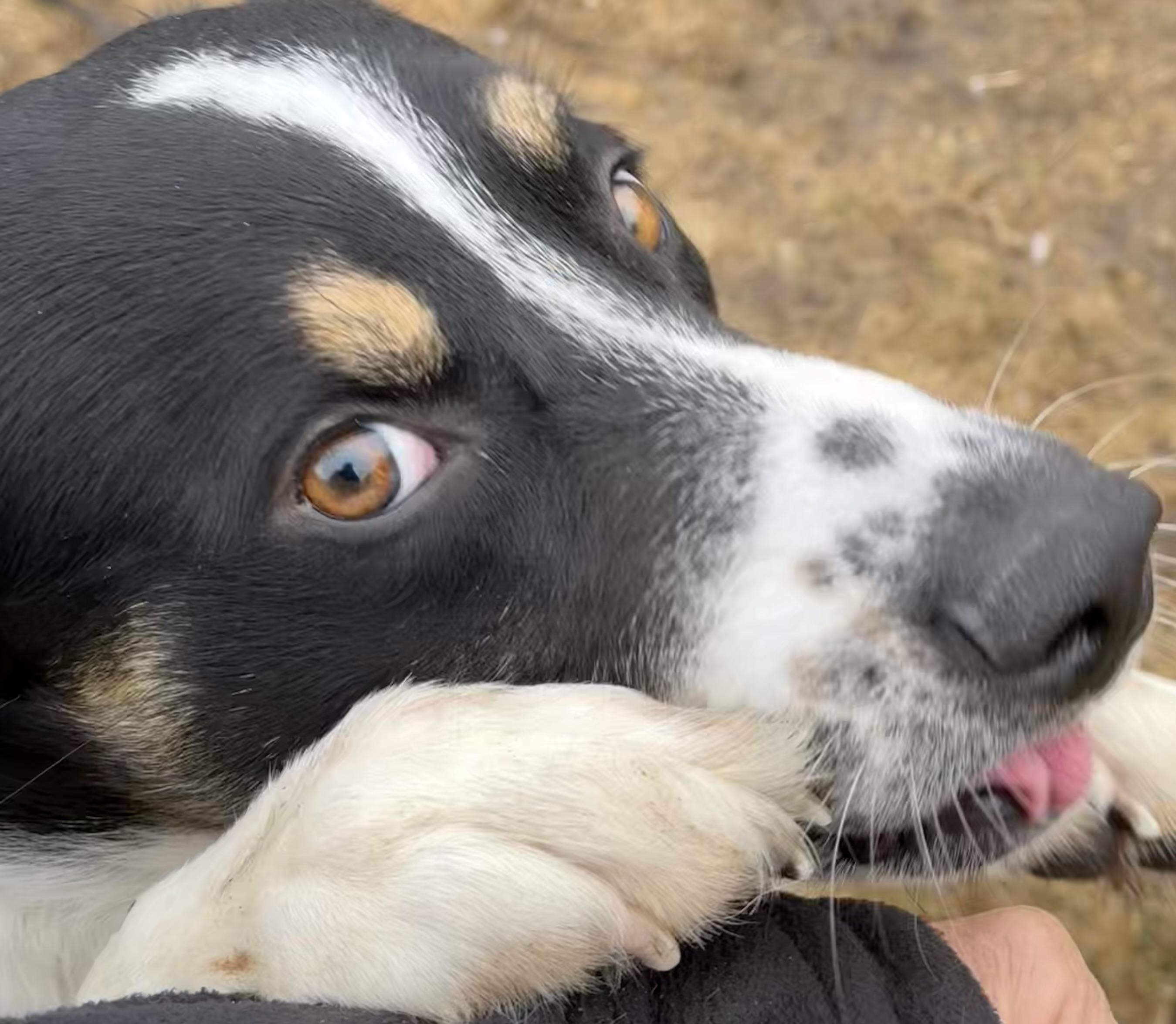 Enlarge Jasper, an adopted mixed breed in Carver, MA image 2/5