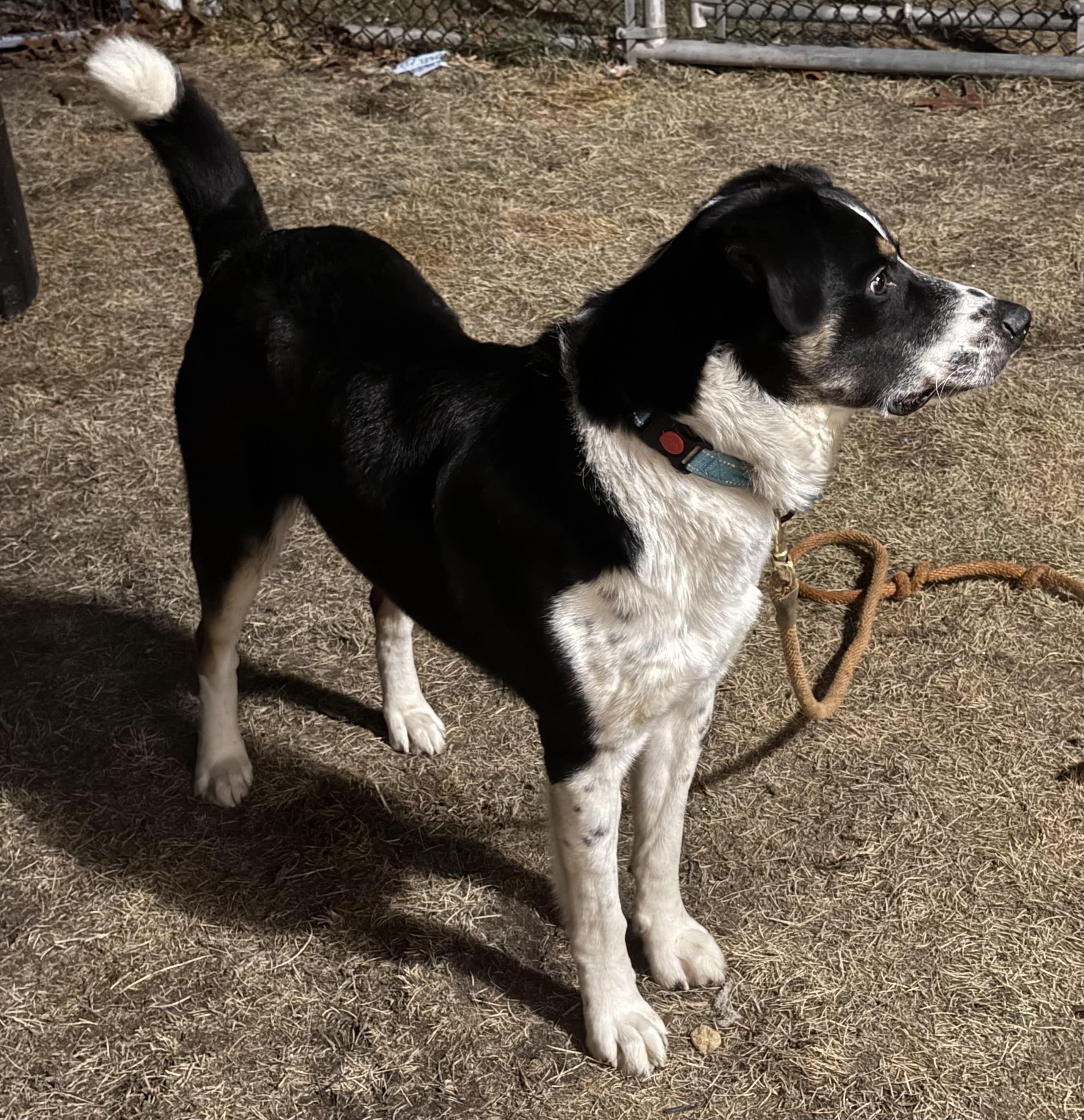 Enlarge Jasper, an adopted mixed breed in Carver, MA image 4/5