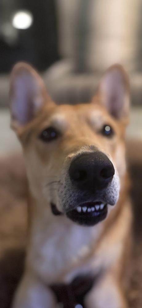 Pico, Adoptable, Adult Male German Shepherd Dog.