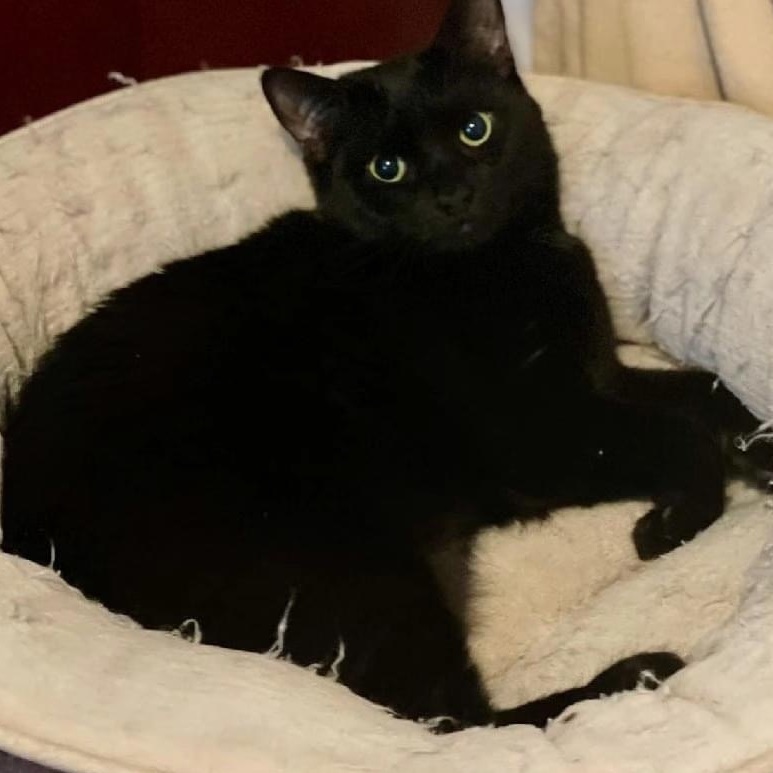 Enlarge Kanga, a Adoptable Domestic Short Hair in Bridgewater, NJ image 1/1