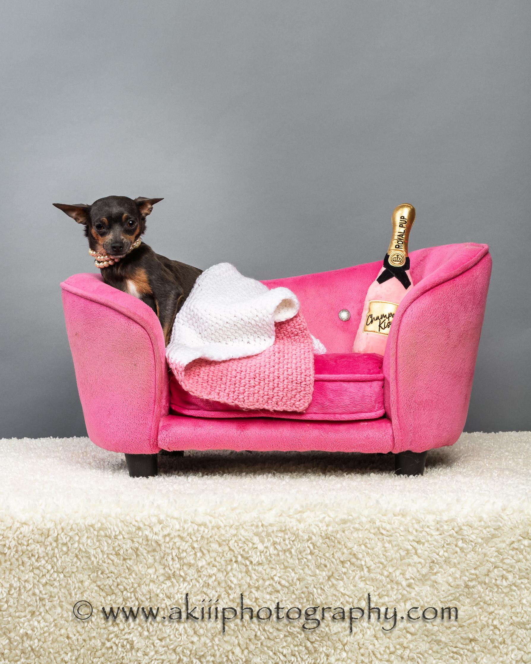 Lola - Coming Late July, a ADOPTABLE Chihuahua in Plano, TX image 5/6